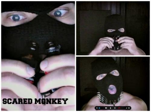 Monkey Collage