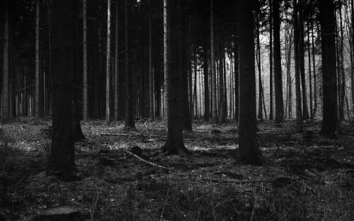 papers.co-mj53-forest-dark-scary-night-trees-nature-36-3840x2400-4k-wallpaper