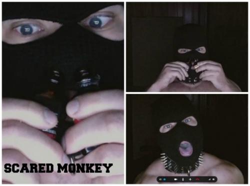 Monkey Collage