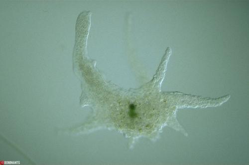 Amoebe - Chaos Carolinense