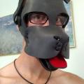 pupfern
