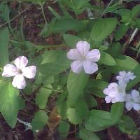 jonlb