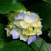 slave4uu
