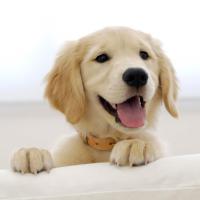 Faggot Dog