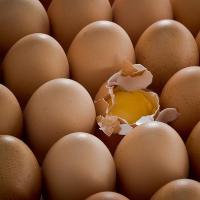 masondixon39