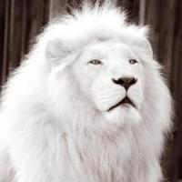 MasterOFealty