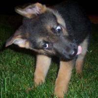 poott