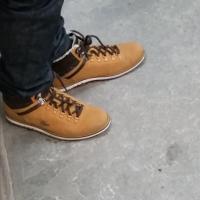 perruche