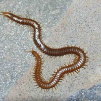 Aggelos