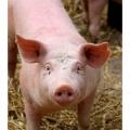 fagpiglooser