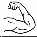 musclefanb