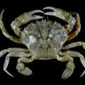 HammerCrab