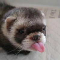 Victor