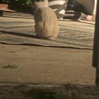 kittenboy