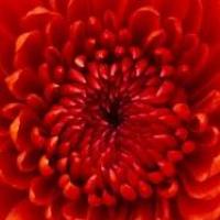 Aedifico75