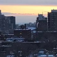 ant