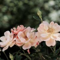 Jewel