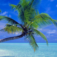 Marcofalll