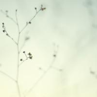 nkdrf