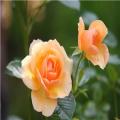 MichaelRJ19