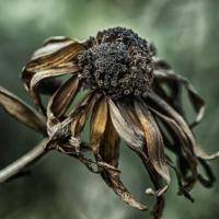 bitchfag
