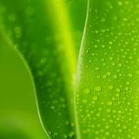 dryke