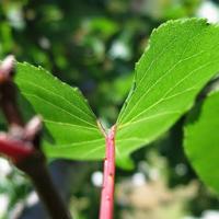 Zaid