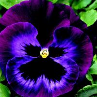 Pansy