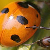 666sub