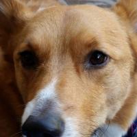Sammy