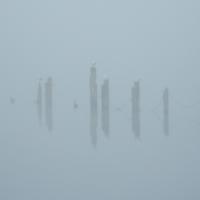 Tom