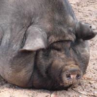 addictedpig