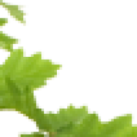 Xino