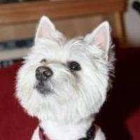 doggie-fang