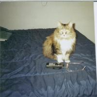 sherpie