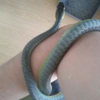 Master4CashSlave