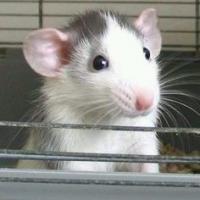 xxxmadxxx