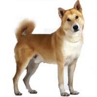 yellowben3