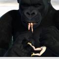 Kong