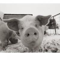 65brahms