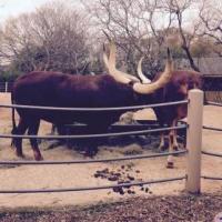 conch1985