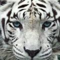 Tiger88