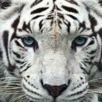 Tiger88