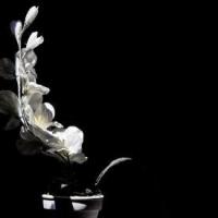 Muscleperfection Slave