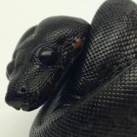 maxim