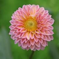 cntrlmyorgasm