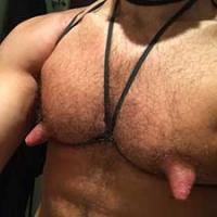 domcub