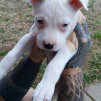 ben