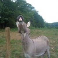 gooch