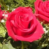 Amir gabriel